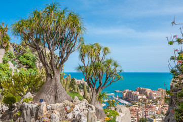 tropical garden in Nizza Nice