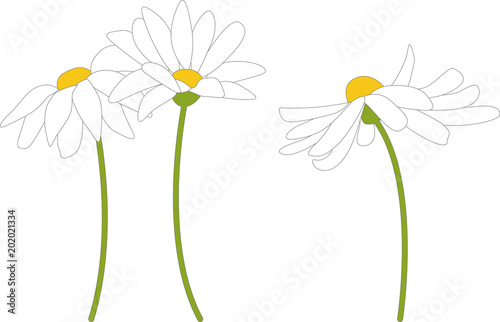 Margeriten – kaufen Sie diese Vektorgrafik und finden Sie ähnliche