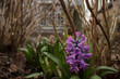Purple hyacinth in garden