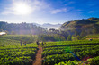 Strawberry plantation field on mountain hill in morning