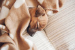 © LUCIA VARGAS/ADDICTIVE STOCK - puppy sleeping on the couch with a brown blanket