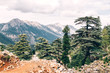Lebanese Cedar tree forest at Tahtali mountain in Turkey