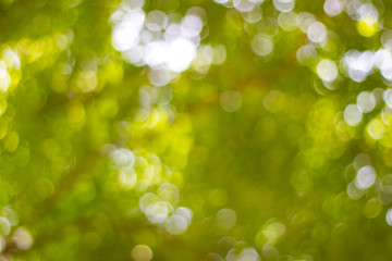 abstract blur of nature with the bokeh of light through the trees as a background image