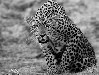 Wall Mural - African Leopard (Panthera Pardus) crouching down and looking directly into camera, South Luangwa National Park, Zambia