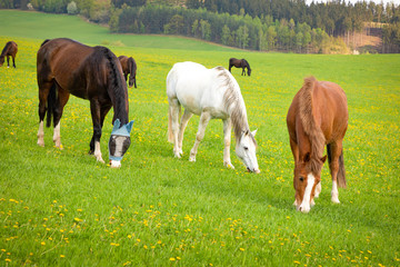 Wall Mural - Horses eat spring grass in a field