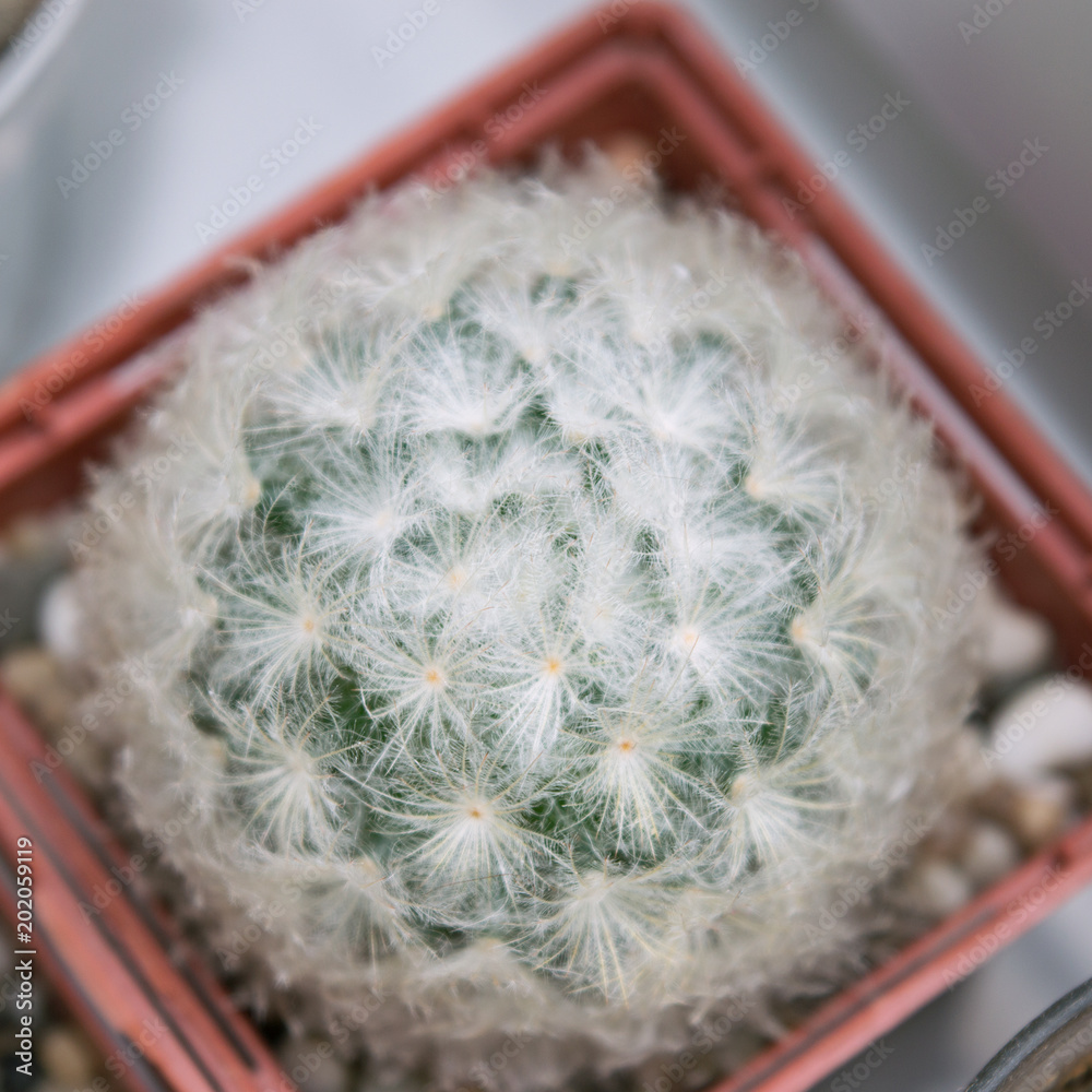 Top view of potted mammillaria plumosa cactus with white soft spines Stock  Photo | Adobe Stock