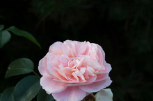 Sheer Pink Double Flower Or Garden Floribunda Rose