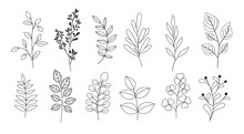 Vector Illustration Set Of Branches, Leaves, Twigs, Garden Grasses In Line Style For Floral Patterns, Bouquets And Compositions In White Background. Elements For Greeting Cards.