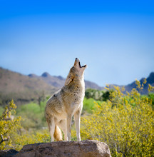 Howling Coyote With Yellow Brittle Bush Flowers