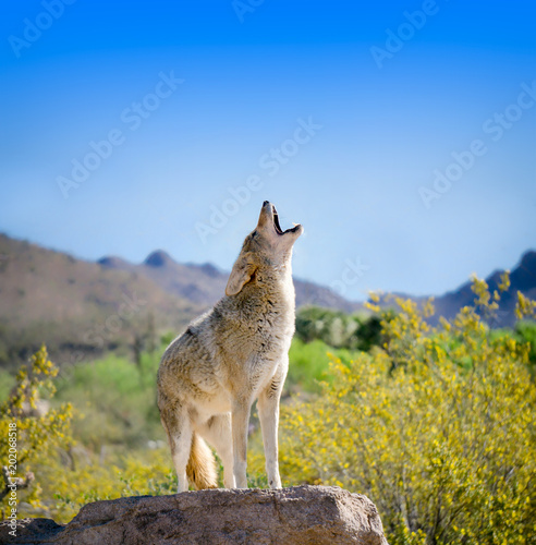 Cuadros en Lienzo Howling Coyote with Yellow Brittle bush Flowers
