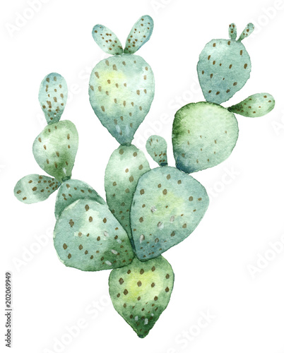 Naklejka dekoracyjna Kaktus na białym tle - akwarela