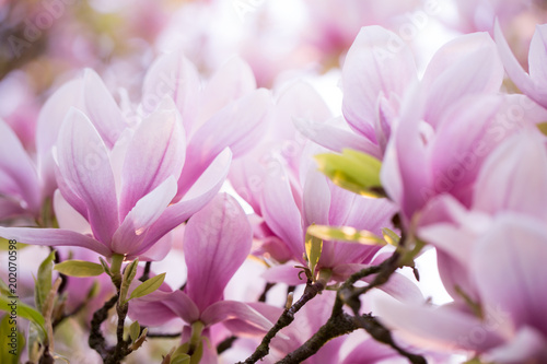 Dekoracja na wymiar  piekny-kwitnacy-kwiat-magnolii-na-ogromnym-drzewie-magnolii-obraz-w-stonowanych-kolorach