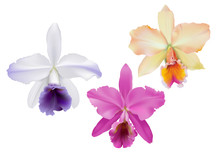 Cattleya Orchids.
Hand Drawn Vector Illustration Of Tropical Orchids,  On White Background.

