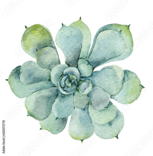 Naklejka nad blat kuchenny succulent in watercolor