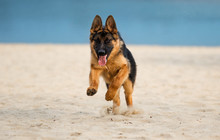 Shepherd Dog Runs On The Beach