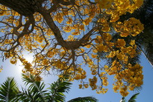Yellow Golden Tabebuia Tree Blossoms On Big Branches Of Tree Back-Lit With The Sun Gleaming Through In April In Florida