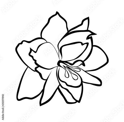 Cuadros en Lienzo Vector illustration, isolated Amaryllis flower in black and white colors