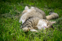 Multicolored Cat Enjoying Spring On Green Grass. Cat Sleep On Green Grass