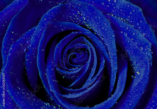 Blue Rose With Water Drops Background Macro Buy This Stock