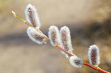 Fototapeta Dmuchawce - The furry buds of pussy willow.