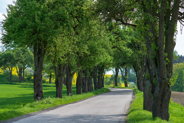 Naklejka na meble Allee mit Straße