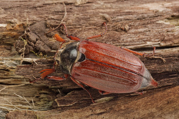 Wall Mural - Cockchafer (Melolontha melolontha) on a wood