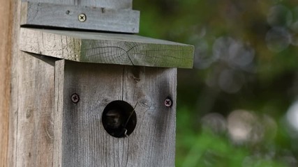 Wall Mural - Close up of house wren feeding babies in a bird house