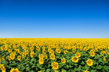 Field Of Yellow Sunflowers Against The Blue Sky