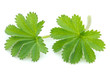 Lady's mantle leaves on white background