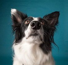 Border Collie Looking Up