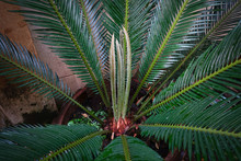 Cycas Revoluta Also Called Sago Palm, King Sago, Sago Cycad, Japanese Sago Palm.
