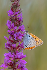 Wall Mural - Large copper butterfly on purple loosestrife flower