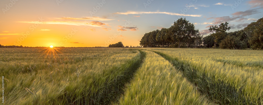 Tractor Track in Wheat field at sunset - obrazy, fototapety, plakaty 