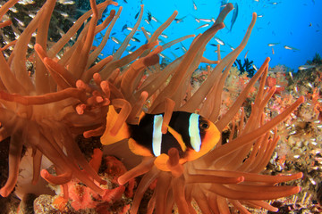 Wall Mural - Clownfish. Clark's Anemonefish fish in fluorescent red anemone   
