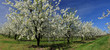 Kwitnące drzewa owocowe w pięknym sadzie ze słonecznym niebem