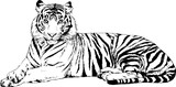 Fototapeta Konie - large striped tiger drawn ink sketch in full growth