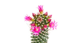 Cactus Flower Blooming Isolated On White Background. Isolated
