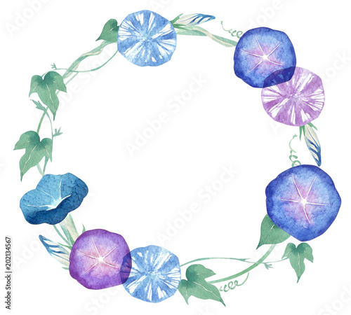 10 621 Nature Morning Glory Plant Wall Murals Canvas Prints Stickers Wallsheaven