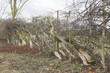 Example of  traditional hedge laying