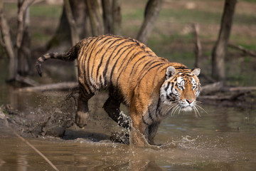 Wall Mural - Tiger Animal