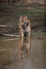 Wall Mural - Tiger Animal