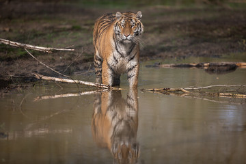 Wall Mural - Tiger Animal