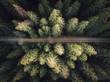 Aerial view of a road trough the symmetrical coniferous trees at the sunset with copy space