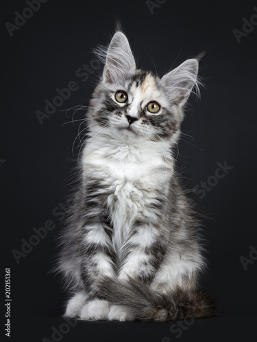 Majestic Tortie Maine Coon Cat Kitten Girl Sitting Frontal