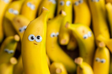 Funny Pack Of Bananas With Eyes