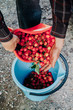 Hands pour red cherry into bucket