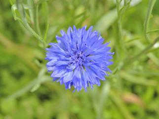 Sticker - Cornflower 3