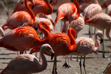 Flamingos