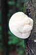 Hericium erinaceus rare mushroom, photo Czech Republic, Europe
