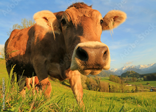 Kuh Allgau Lustig Niedlich Suss Fruhling Braunvieh